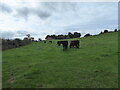 Cattle in a field near Sutton