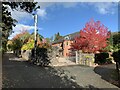 Maple in full autumn colour