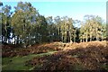 Birch on Towthorpe Moor