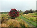 Crawel y moch / Hawthorn berries