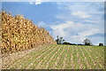 Sweetcorn stand, new shoots and sky