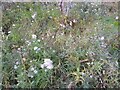 Wild daisies in Lyttelton Road, Hampstead Garden Suburb