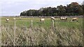 Sheep in field on west side of M6