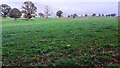 Grass fields at Woodside Farm