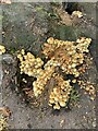 Honey fungus