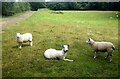 SJ3804 : Shropshire sheep... by Bill Harrison