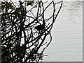 Moorhen in a tree