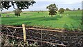 Fields on NE side of minor road north of Wreay