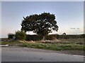 Tree by the road in Pleshey