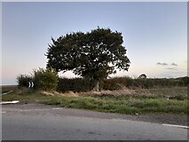 TL6714 : Tree by the road in Pleshey by David Howard