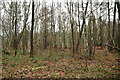 TQ7233 : Bedgebury Forest by N Chadwick