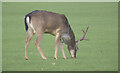 SK9239 : A grazing deer by Bob Harvey