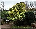 Indian bean tree at the entrance to South Holdings, Broad Oak Brede