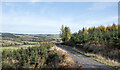 Forest road along Black Bank