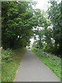 Trees overhanging the shared-use track by Monmouthshire and Brecon Canal