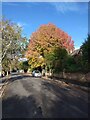 Autumn colour in Matford Avenue, Exeter