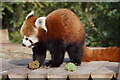 Red Panda at Yorkshire Wildlife Park