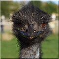 Emu, Matlock Farm Park