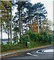 Mature trees at the junction of Bryansford Road and Bryansford Avenue