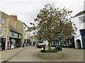 SE3556 : Tree on Silver Street, Knaresborough by Malc McDonald