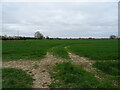 Crop field, Morton