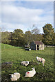 Four sheep and a small building