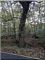 Tree by High Easter Road, Leaden Roding