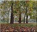 SK5902 : Autumn at Victoria Park, Leicester by Mat Fascione