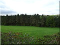 Grazing and woodland, Bonchester Bridge