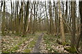 Footpath, Crowhurst Wood