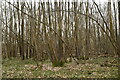 Coppicing, Crowhurst Wood