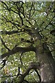 SK9339 : English Oak, Quercus robur - Always look up! by Bob Harvey