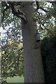 SK9339 : Quercus robur: English Oak by Bob Harvey
