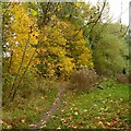 Urban footpath with autumn colour, Southwell