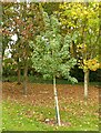 SK7053 : Field Maple (Acer campestre) in the Education Garden by Alan Murray-Rust