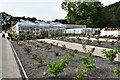 RHS Bridgewater, Old Frameyard/Trials Area: Many hydrangea varieties being tested