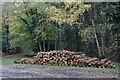 Timber stack in Godshill Inclosure