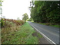 A698 beside woodland, Teviotdale