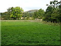 Grazing, Denholm Bridge