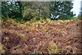 Autumnal bracken