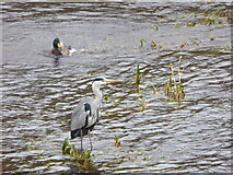 H4772 : Heron and duck, Camowen River, Cranny by Kenneth  Allen