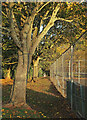 Trees and fence, Victoria Park, Paignton