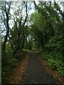 Shared path in woodland in Maesycwmmer