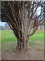TF0820 : Taxus baccata, Common Yew by Bob Harvey