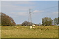 Sheep grazing in front of pylon