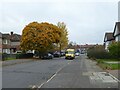 Autumn leaves in Shakespeare Avenue