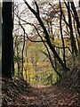 Sunken path through woodland in autumn