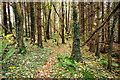 Woodland path near Cromarty House