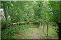 Fallen tree, footpath 407 Salfords & Sidlow