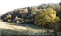 Autumn trees by the Mouse Water